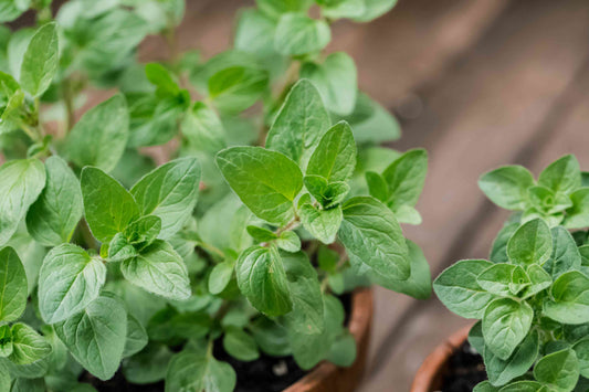Oregano Immunity Shot(2oz)